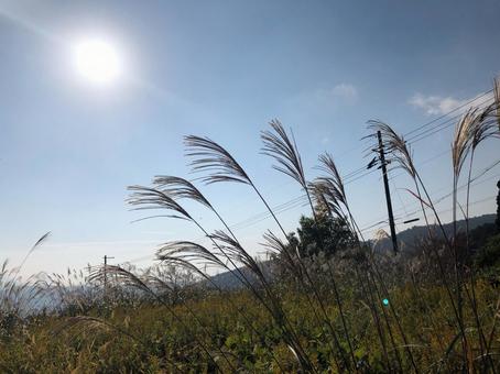 ススキと空 ススキと空の写真