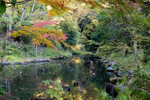 美しい紅葉と水面への映り込み 紅葉,秋,自然の写真素材