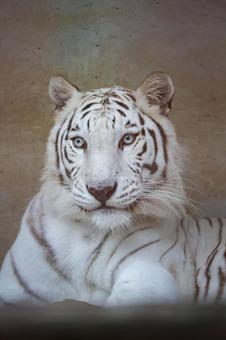 White Tiger, JPG