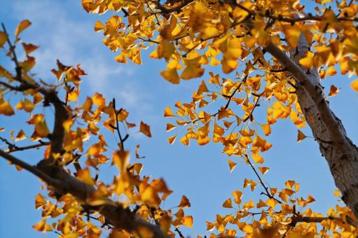 イチョウ イチョウ,銀杏,葉の写真素材
