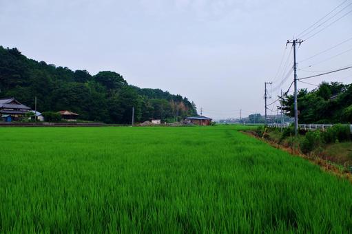 水田のある夏の田舎の風景 水田のある夏の田舎の風景 田園風景,田園,水田の写真素材