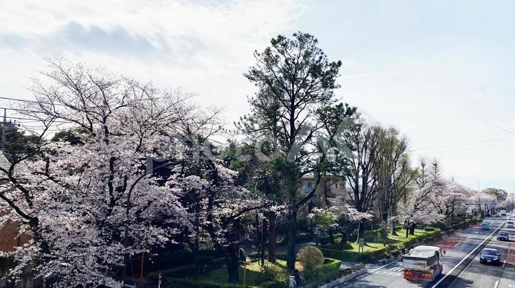 桜の咲く大通りの風景 桜,ソメイヨシノ,大通りの写真素材