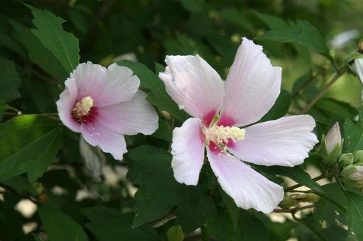 Rose of Sharon Macro, JPG Rose of Sharon Macro, JPG