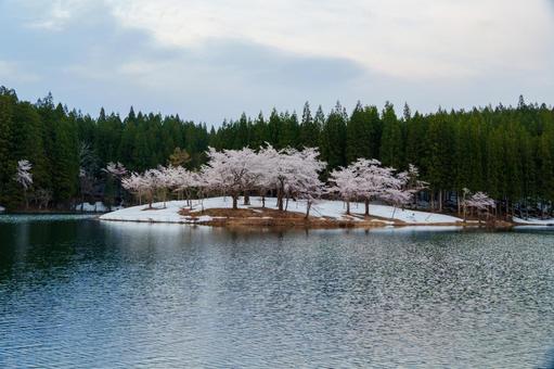 250428津南町中子の桜 250428津南町中子の桜の写真