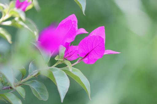 colorful bougainvillea flowers, JPG