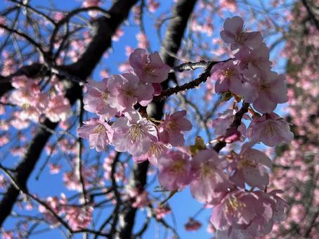 Kawazu cherry blossoms, JPG