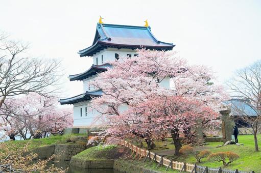 松前城の桜 松前城の桜 松前,松前町,松前城の写真素材
