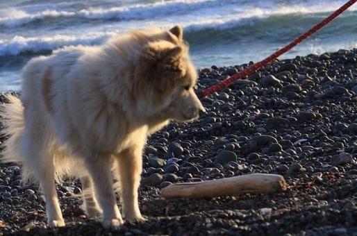 海を散歩だわん 海を散歩だわんの写真