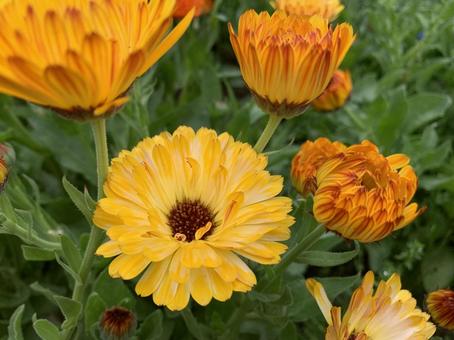 カレンジュラ カレンジュラ,フラッシュバックミックス,エディブルフラワーの写真素材