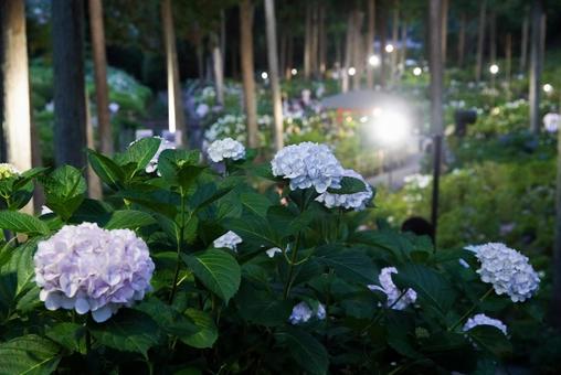 三室戸寺の紫陽花 三室戸寺の紫陽花の写真