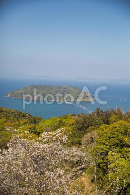 海に浮かぶ島、手前に桜 桜,サクラ,海の写真素材