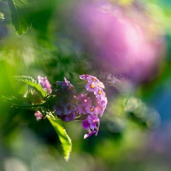ランタナ ランタナ,七変化,花の写真素材
