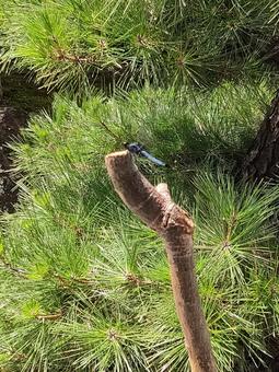青トンボみっけの写真
