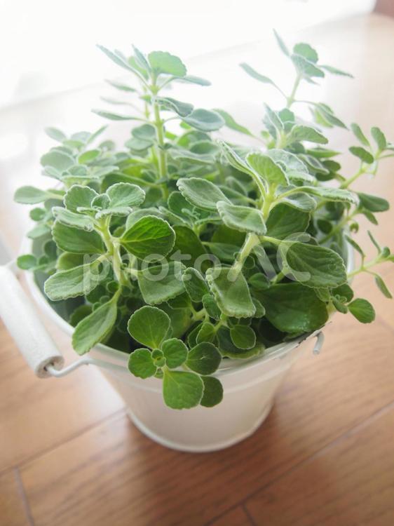 お部屋の鉢植えハーブアロマティカス 植物,緑,観葉植物の写真素材