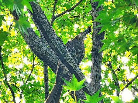 ヒヨドリ ヒヨドリ 鳥,ヒヨドリ,生き物の写真素材