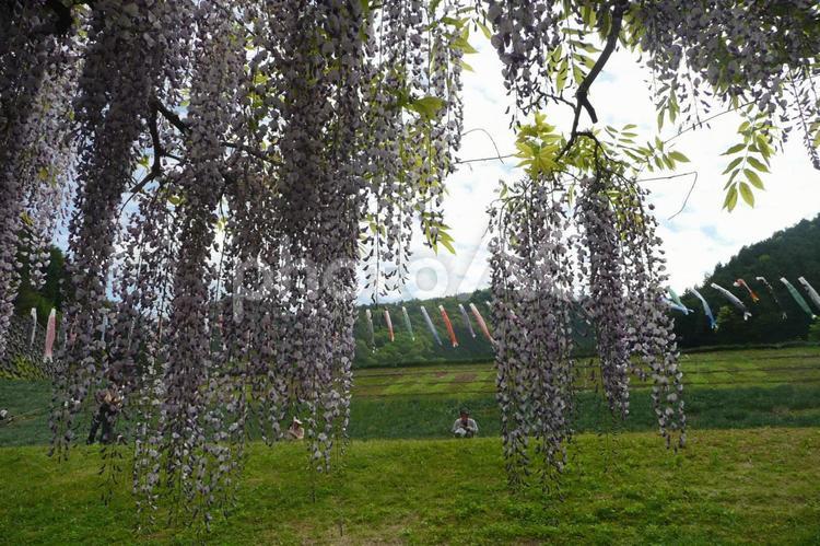 藤の花と鯉のぼり 藤,花,緑の写真素材