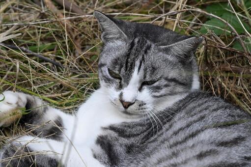にゃんこ 福岡,自然,野良の写真素材