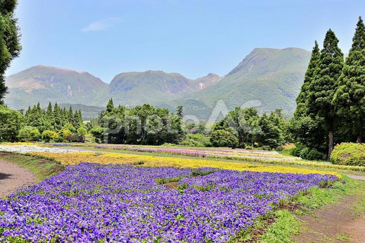 くじゅう花公園　パンジー畑 パンジー,花びら,花畑の写真素材