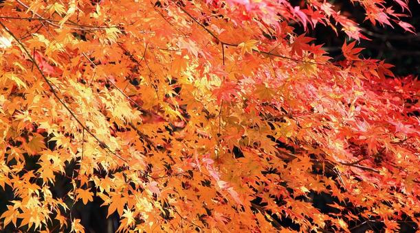 鮮やかなもみじの紅葉 鮮やかなもみじの紅葉 紅葉,もみじ,秋の写真素材