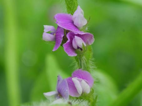 エダマメの花 エダマメの花 枝豆,エダマメ,だだちゃ豆の写真素材