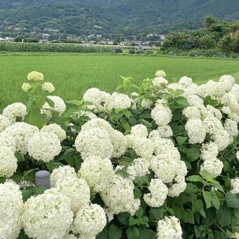 紫陽花 紫陽花の写真