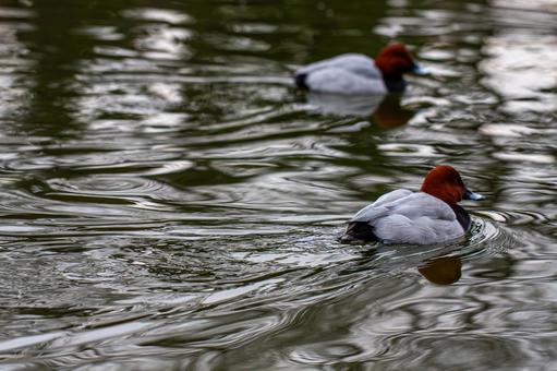 A duck swimming, JPG