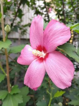 ピンクのムクゲ 01 ピンクのムクゲ 01 ピンクのムクゲ,ハチス,花の写真素材
