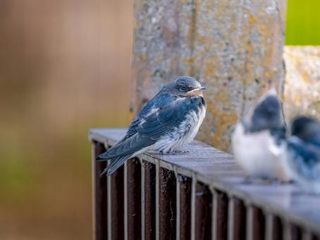 手すりにとまるツバメ 手すりにとまるツバメ ツバメ,燕,野鳥の写真素材