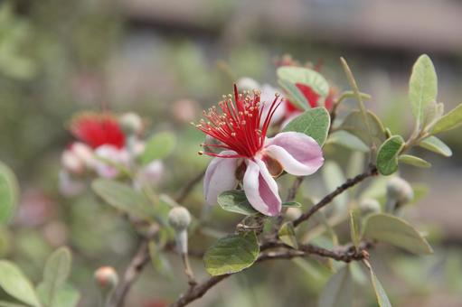 フェイジョア　マクロ フェイジョア,常緑果樹,５－６月の写真素材