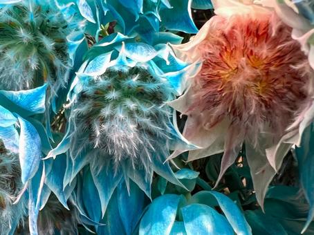 ワイルドフラワー セルリア,花,ワイルドフラワーの写真素材