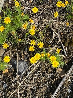 デイジーの花 デイジーの花の写真