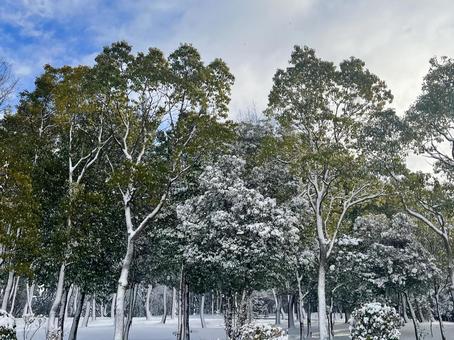 雪の朝 雪の朝の写真