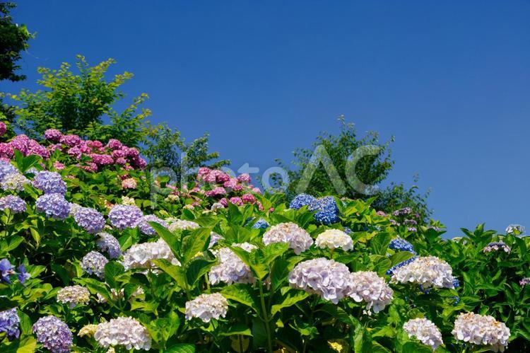 梅雨の晴れ間に咲く色とりどりの紫陽花 紫陽花,花,あじさいの写真素材