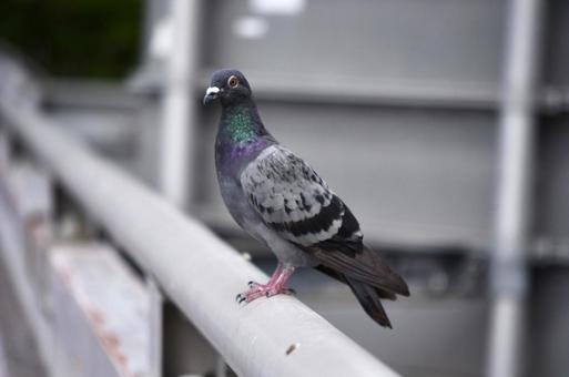 鳩の写真