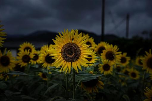<五島風景>雨の中満開のヒマワリ畑の景色 <五島風景>雨の中満開のヒマワリ畑の景色 ひまわり,夏,花の写真素材