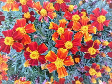 マリーゴールドの花 マリーゴールドの花の写真