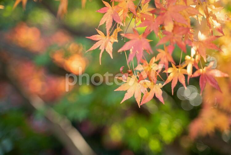 昭和記念公園のもみじ 昭和記念公園,もみじ,紅葉の写真素材