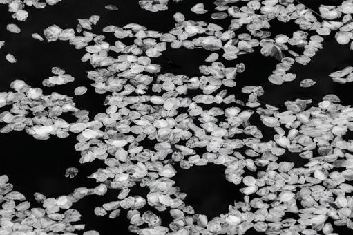 水面に浮かぶ桜の花びら 水面に浮かぶ桜の花びら 桜,モノクロ,花びらの写真素材