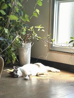 老猫日向ぼっこねそべる 老猫日向ぼっこねそべるの写真