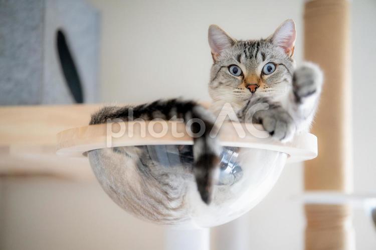 キャットタワーで驚き顔の猫 猫,キャットタワー,くつろぐの写真素材