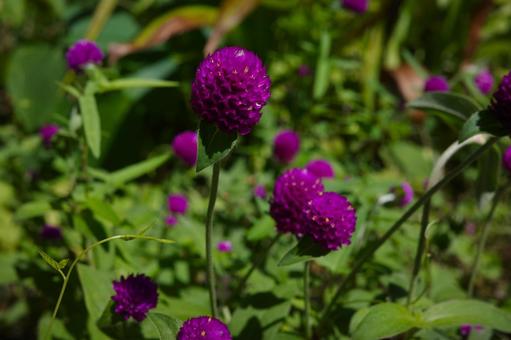 紫色の千日紅（センニチコウ）の写真