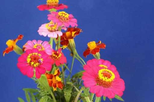 百日草 百日草の写真