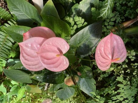 アンスリウム 花 アンスリウム 花の写真