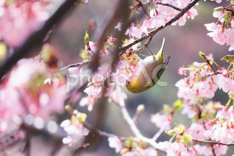 桜と花の蜜を吸う可愛いメジロ 春,桜,メジロの写真素材