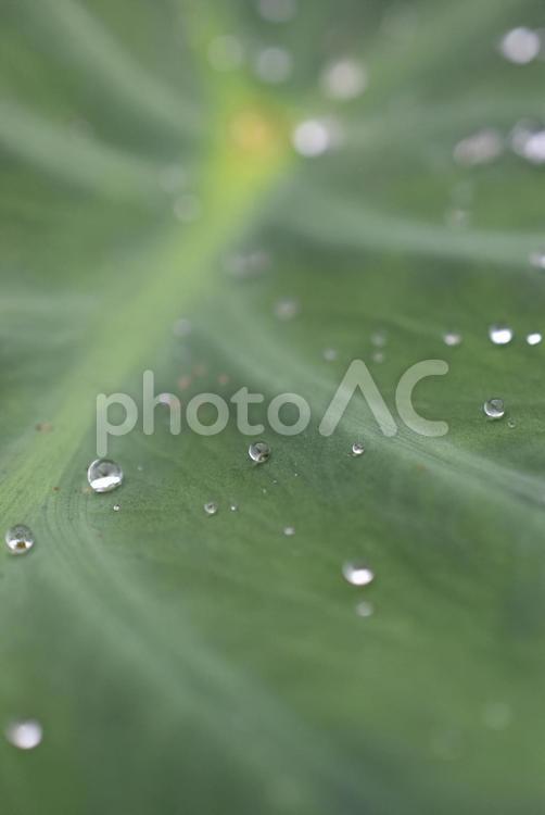里芋の葉の水滴 里芋,サトイモ,葉の写真素材