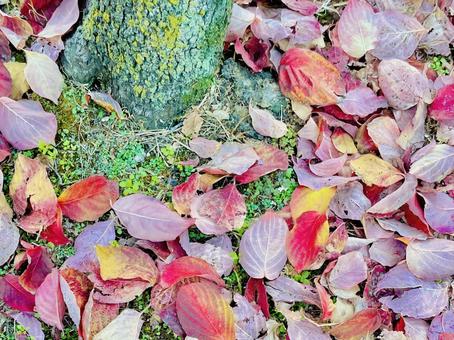 ハナミズキの落ち葉と木の根元 落ち葉,落葉,紅葉の写真素材