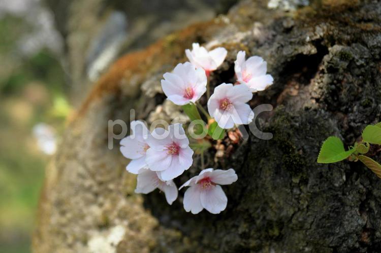 幹から咲いた桜の子供 サクラ,さくら,春の写真素材