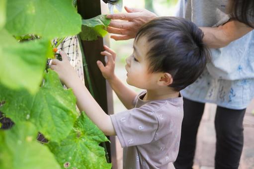 오이를 수확하는 세 세, 아이, 여름, 세 세, JPG