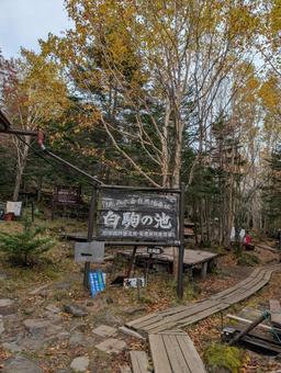 白駒の池 自然,風景,木の写真素材