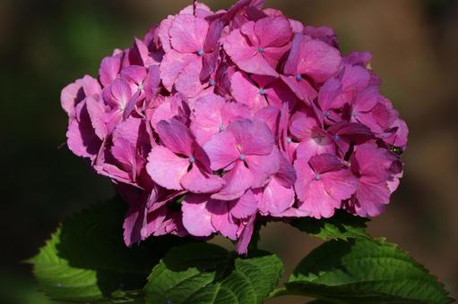 紫陽花 紫陽花の写真